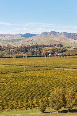 Yeni Zelanda üzüm bağları sonbaharda büyüyen dedikodu satırları