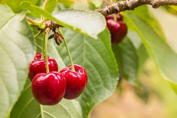 Reife rote Kirschen und Blätter am Kirschbaum — Stockfoto