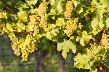 Olgun beyaz Riesling üzüm asma üzüm bağı içinde