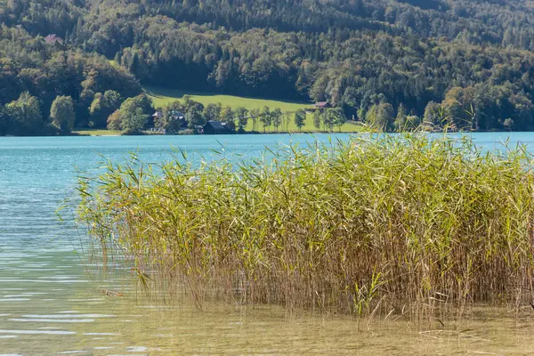 Riet planten die groeien in Fuschlsee meer in Oostenrijk — Stockfoto