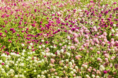 renkli küre amaranth Çiçeklik 