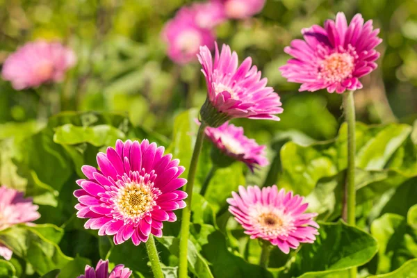 Lila Mini-Gerbera-Gänseblümchen wachsen im Garten — Stockfoto