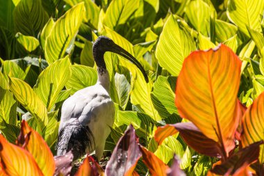 Avustralya beyaz Ibis sulak su bitkileri ile yemek arama