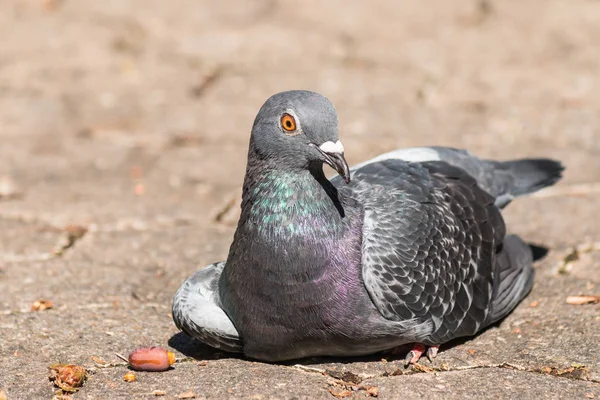 Feral city pigeon resting on ground — Stock Photo, Image