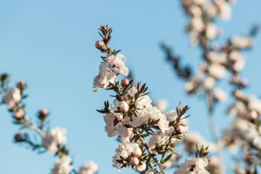 izole beyaz manuka ağaç çiçek mavi gökyüzü arka plan ile
