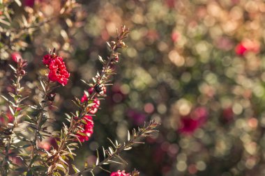 Mor manuka bush çiçek çiçeklenme