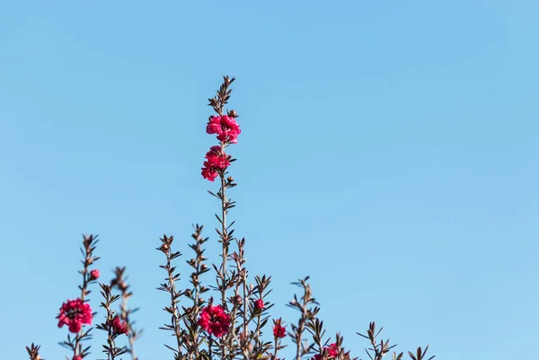 Purple manuka tree flowers against blue sky — Stock Photo, Image