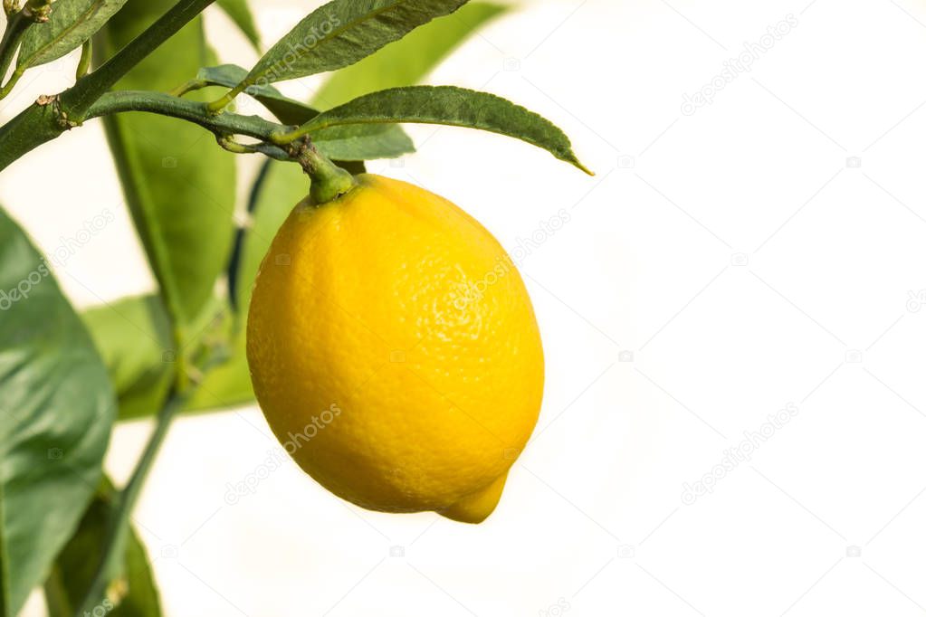 ripe lemon on lemon tree isolated on white background with copy space