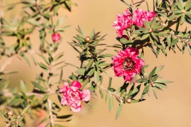izole pembe manuka ağaç çiçek 