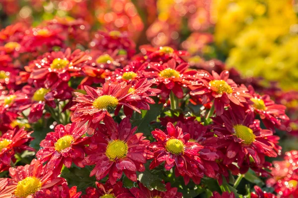 Ljusa röda daisy krysantemum blommor med regndroppar — Stockfoto