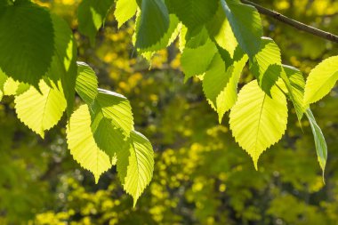 arkadan aydınlatmalı fındık ağacı yaprakları ilkbaharda