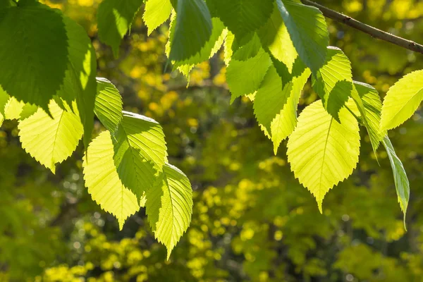 arkadan aydınlatmalı fındık ağacı yaprakları ilkbaharda
