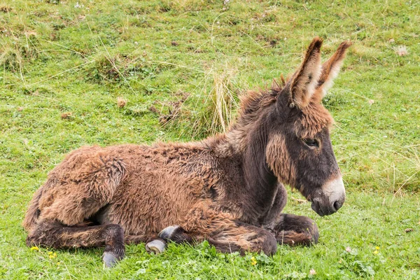 Potro burro marrón recién nacido acostado en la hierba —  Fotos de Stock