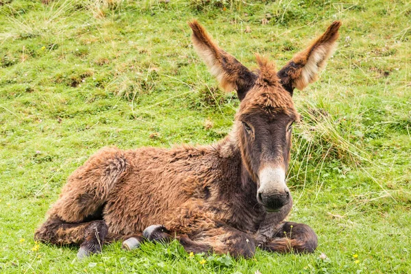 Recién nacido burro potro acostado en verde prado —  Fotos de Stock