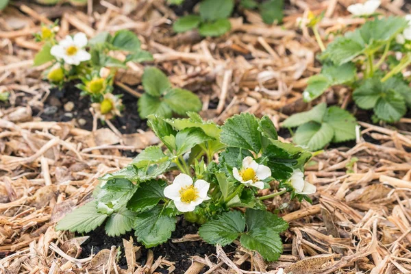 Pianta di fragola con fiori che crescono in giardino sulla paglia — Foto Stock