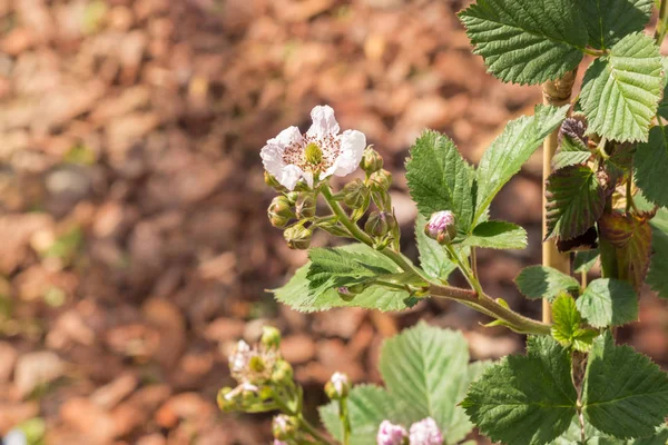 Fiori di more e boccioli isolati su sfondo marrone — Foto Stock