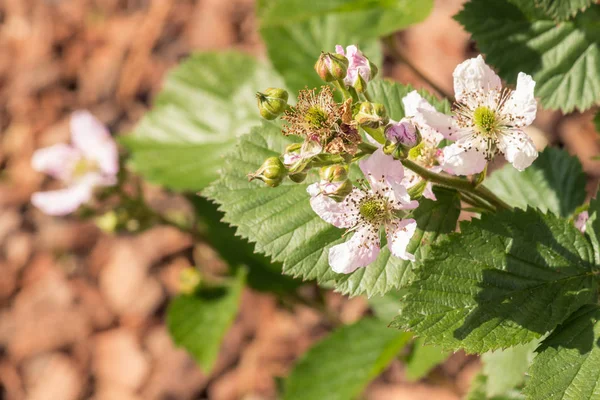 Blackberry flowers and buds in bloom — стоковое фото