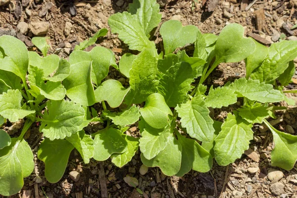 Daun lobak muda tumbuh di kebun sayuran organik — Stok Foto