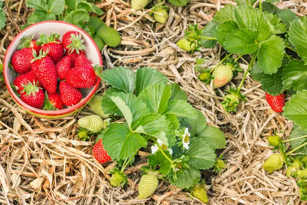 strawberry plants with bowl of freshly picked strawberries