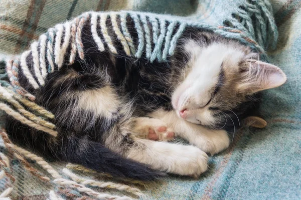 Carino tabby gattino dormire sotto coperta di lana — Foto Stock