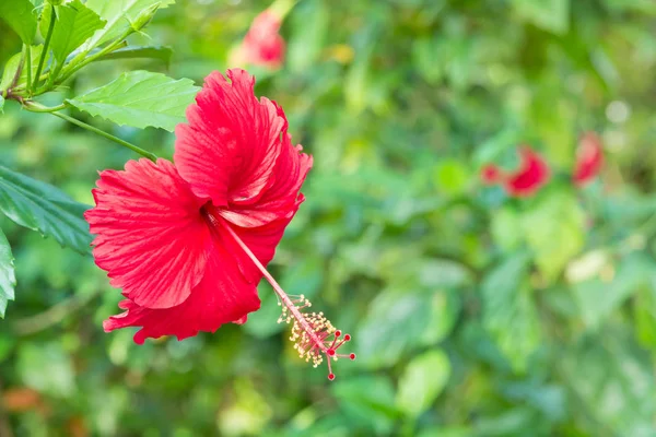 Flor de hibisco rojo en flor — Foto de Stock