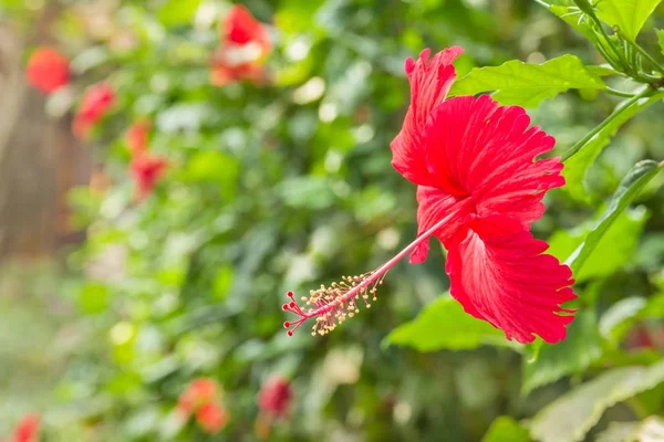 Seto de hibisco rojo — Foto de Stock