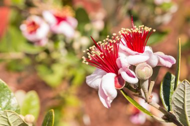 Feijoa çiçek çiçeklenme