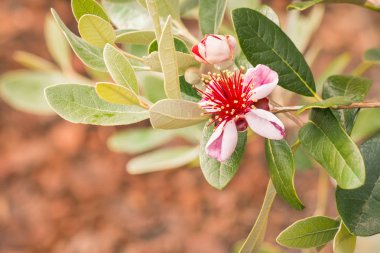 Feijoa ağaç kahverengi zemin üzerine çiçek çiçekler 