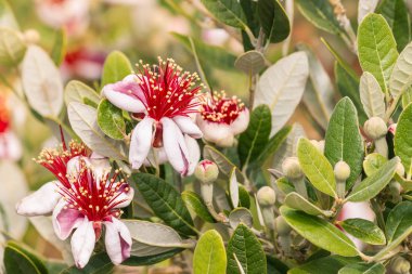 Feijoa çiçek ve tomurcukları feijoa ağaç üzerinde 