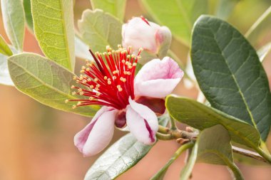 Feijoa çiçek çiçek kopya alanı ile