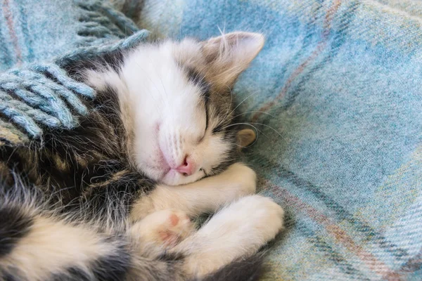 Милый маленький котенок спит на голубом одеяле — стоковое фото