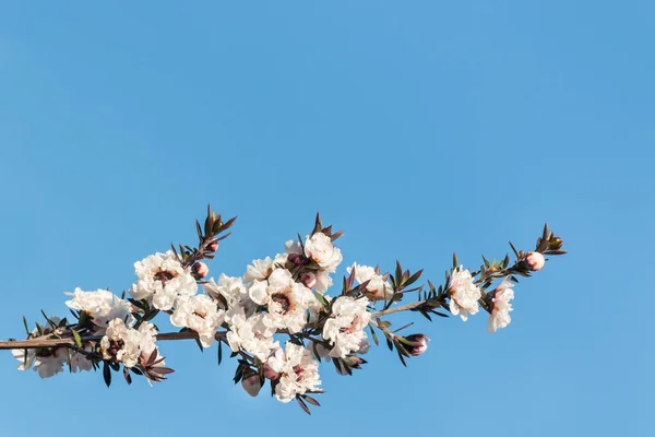 Valkoinen manuka puun kukkia kukassa eristetty sinisellä pohjalla — kuvapankkivalokuva