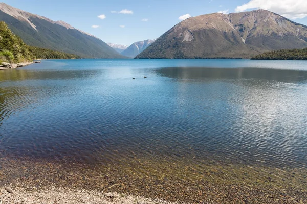 Sedmikrás v nelson lakes NP — Stock fotografie