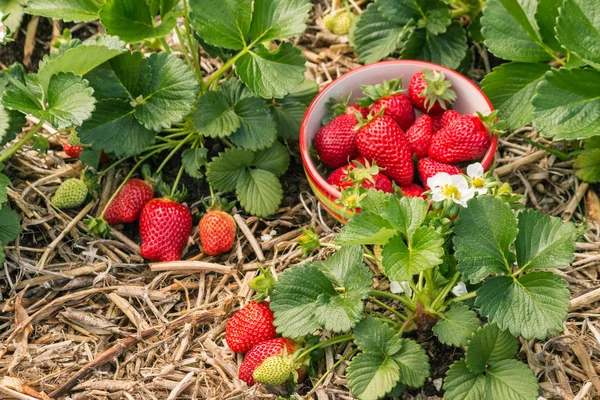 strawberry plants with ripe strawberries, flowers and bowl of strawberries