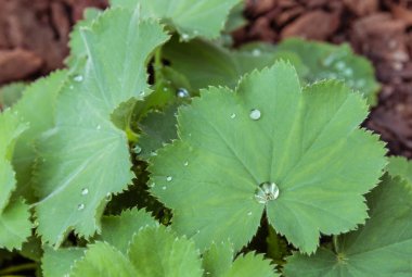 Yağmur damlaları alchemilla mollis bitki yaprak üzerinde detay