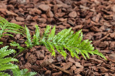 taze anne spleenwort fern yaprak kopya alanı ile closeup