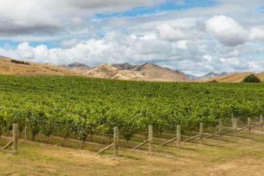 Kuruyup Hills, Marlborough, Yeni Zelanda mahzeninde büyüyen Sauvignon Blanc asma satırları