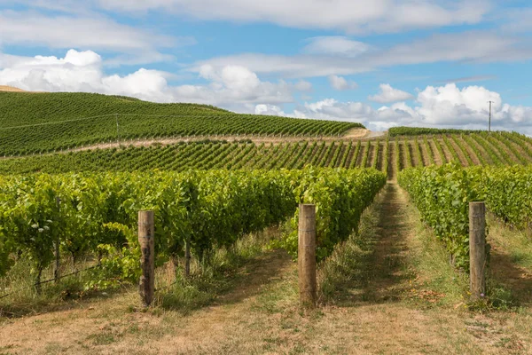 New Zealand Countryside Vineyard Blue Sky Stock Photo