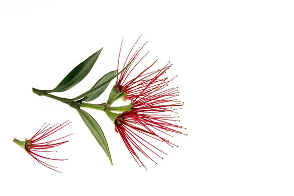 Flores Árbol Pohutukawa Aisladas Sobre Fondo Blanco Con Espacio Para —  Fotos de Stock