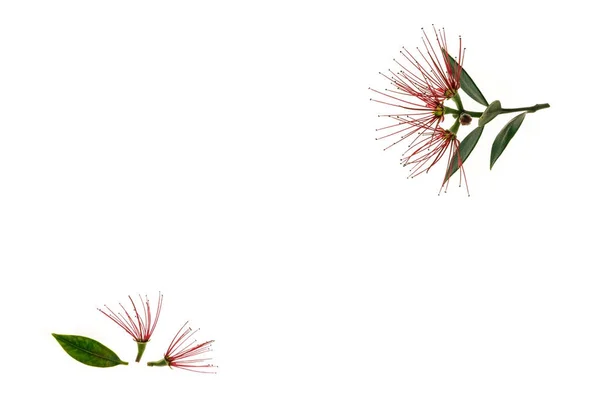 Neuseeland Weihnachtsbaum Blumen Auf Weißem Hintergrund — Stockfoto