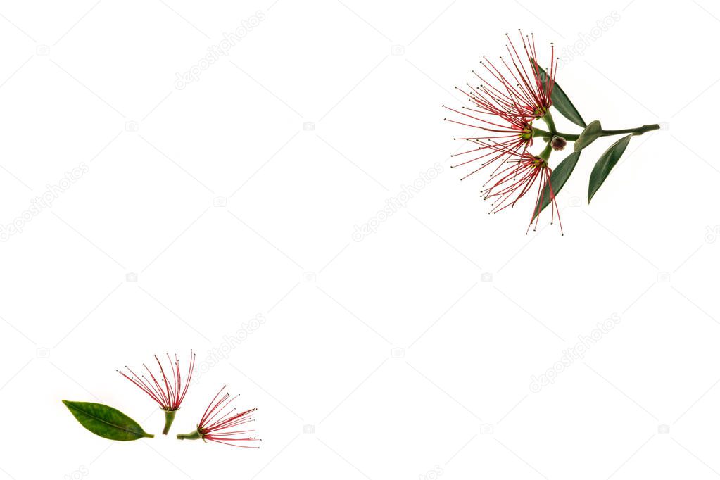 New Zealand Christmas tree flowers on white background 