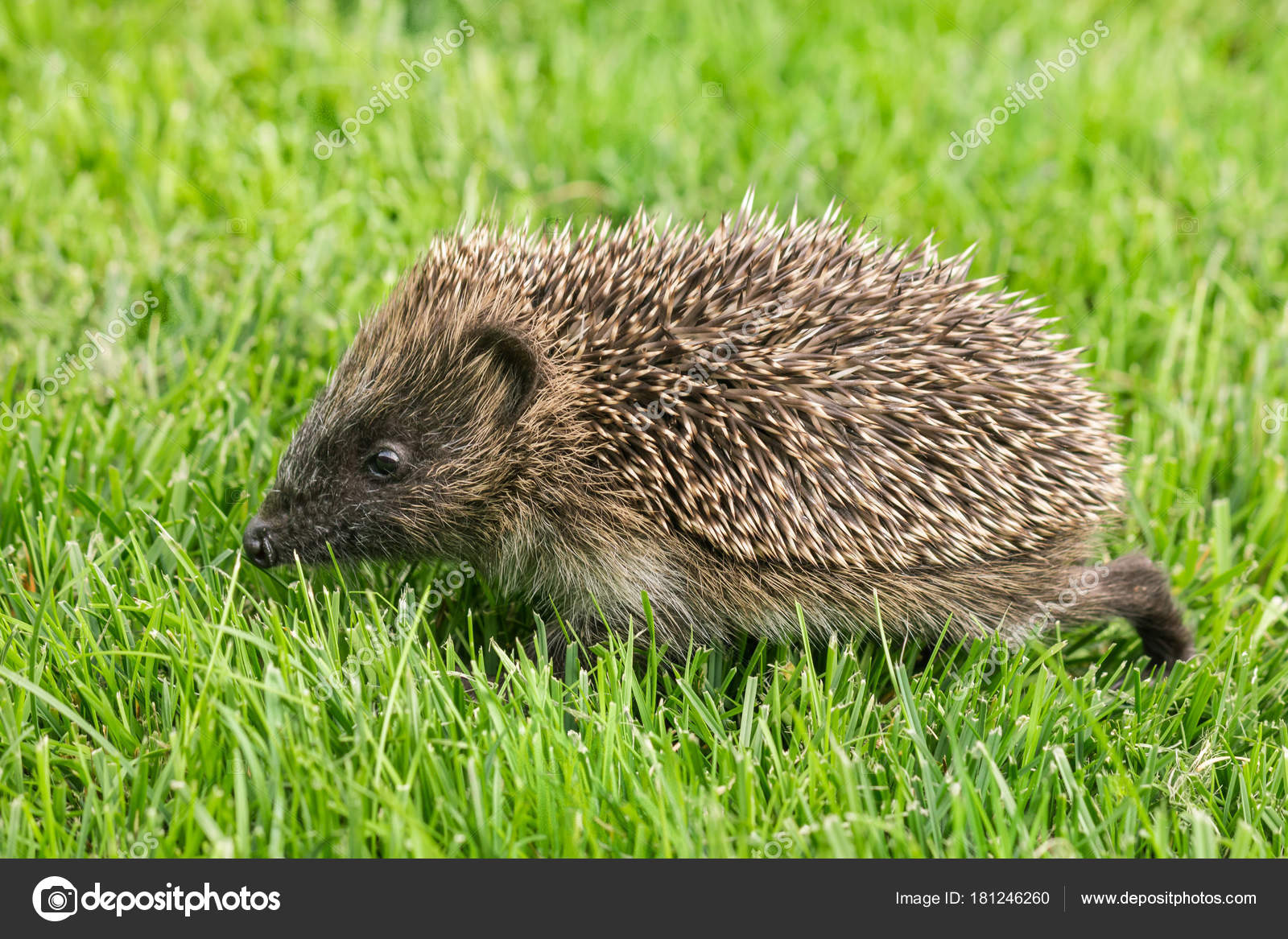 Baby Igel Auf Nahrungssuche Auf Rasen — Stockfoto © pstedrak #181246260