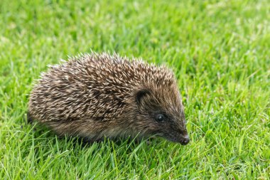 Bebek Avrupa kirpi'nın bahçesinde closeup