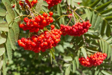 Rowan ağacında olgun fidanı meyve 
