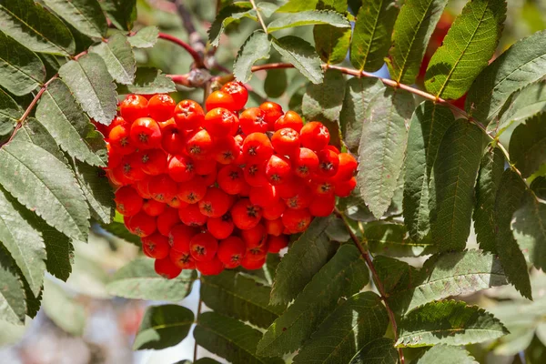 Sekelompok Buah Rowanberry Matang Pohon Rowan Dengan Daun — Stok Foto