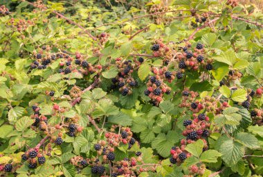 Olgun ve olgunlaşmamış böğürtlen ile vahşi böğürtlen Bush