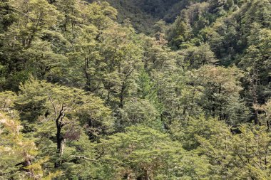 Güney Alpler'in, Yeni Zelanda ormanda büyüyen güney kayın ağaçları