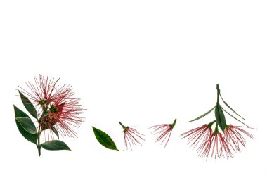 pohutukawa tree flowers isolated on white background with copy space clipart