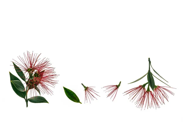 Pohutukawa Boom Bloemen Geïsoleerd Een Witte Achtergrond Met Kopie Ruimte — Stockfoto