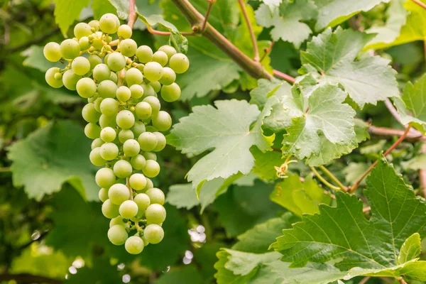 Close Van Onrijpe Witte Druiven Groeien Vine — Stockfoto